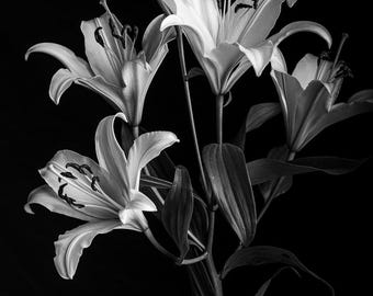 Lillies #5, Fine Art Photography, Black and White Photography, Flowers, Fine Art Print, Wall Art, Home Decor