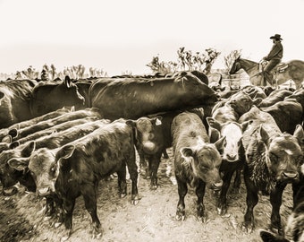 Fine Art Photography, Western Print, Cowboy Art, Wall Decor, Farmhouse Decor, Western Decor