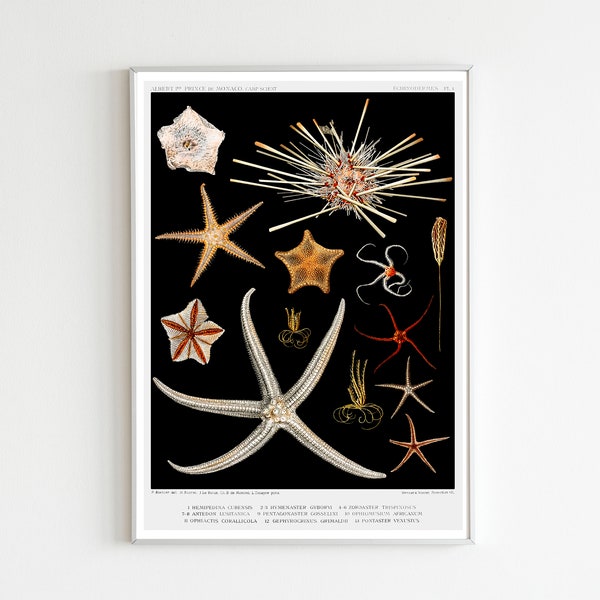 Starfish Varieties Illustration, Résultats des Campagnes Scientifiques, Albert I, Prince of Monaco, Marine Animal Art, Beachy Decor