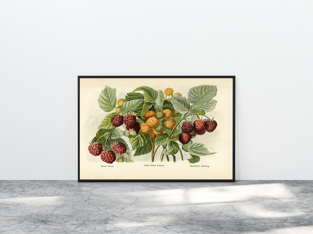 Antique Raspberry Print, the Fruit Grower's Guide 1891, John Wright ...