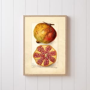 Pomegrante Watercolor (1907) by Amanda Almira Newton, Vintage Fruit Kitchen Decor, Produce Wall Art, Pink Beige, Gift For Her, Housewarming