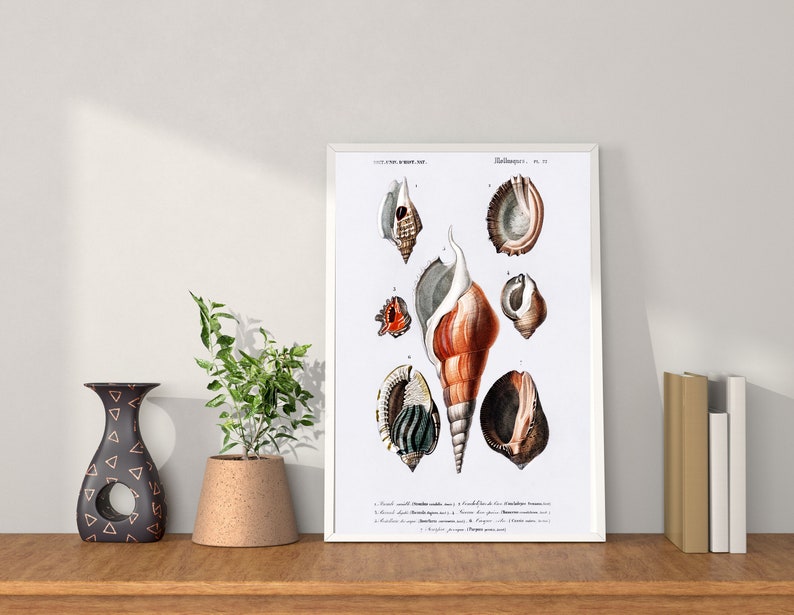 Different Types of Mollusks Illustrated by Charles Dessalines D