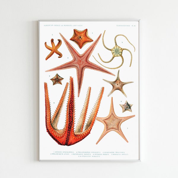 Starfish Varieties Illustration from Résultats des Campagnes Scientifiques by Albert I, Prince of Monaco, Marine Animal Art, Beachy Decor