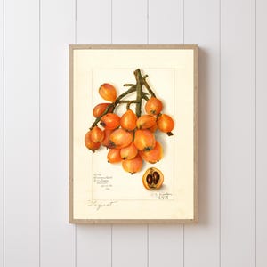 Loquat Watercolor (1907) by Amanda Almira Newton, Vintage Fruit Kitchen Decor, Produce Wall Art, Gift For Her, California Fruit