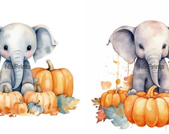 ◆BLUE ELEPHANT◆ ELOS pumpkin MUSINSA | BLUE ELEPHANT ELOS pumpkin