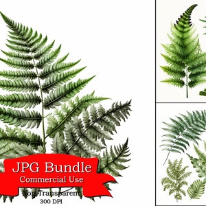 Clipart de samambaia florestal: vegetação exuberante, designs inspirados na natureza, formato JPG, convites ideais e projetos de decoração, uso comercial, imagens digitais