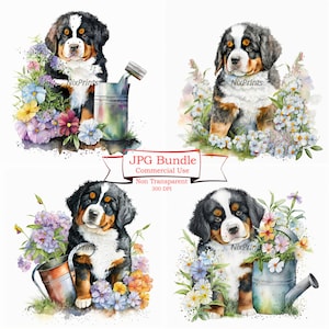 Berner Sennenhund Clipart, Frühlingsblume Clipart Gartenarbeit Hund Clipart Berner Sennenhund Illustrationen Niedliche Tier-Designs