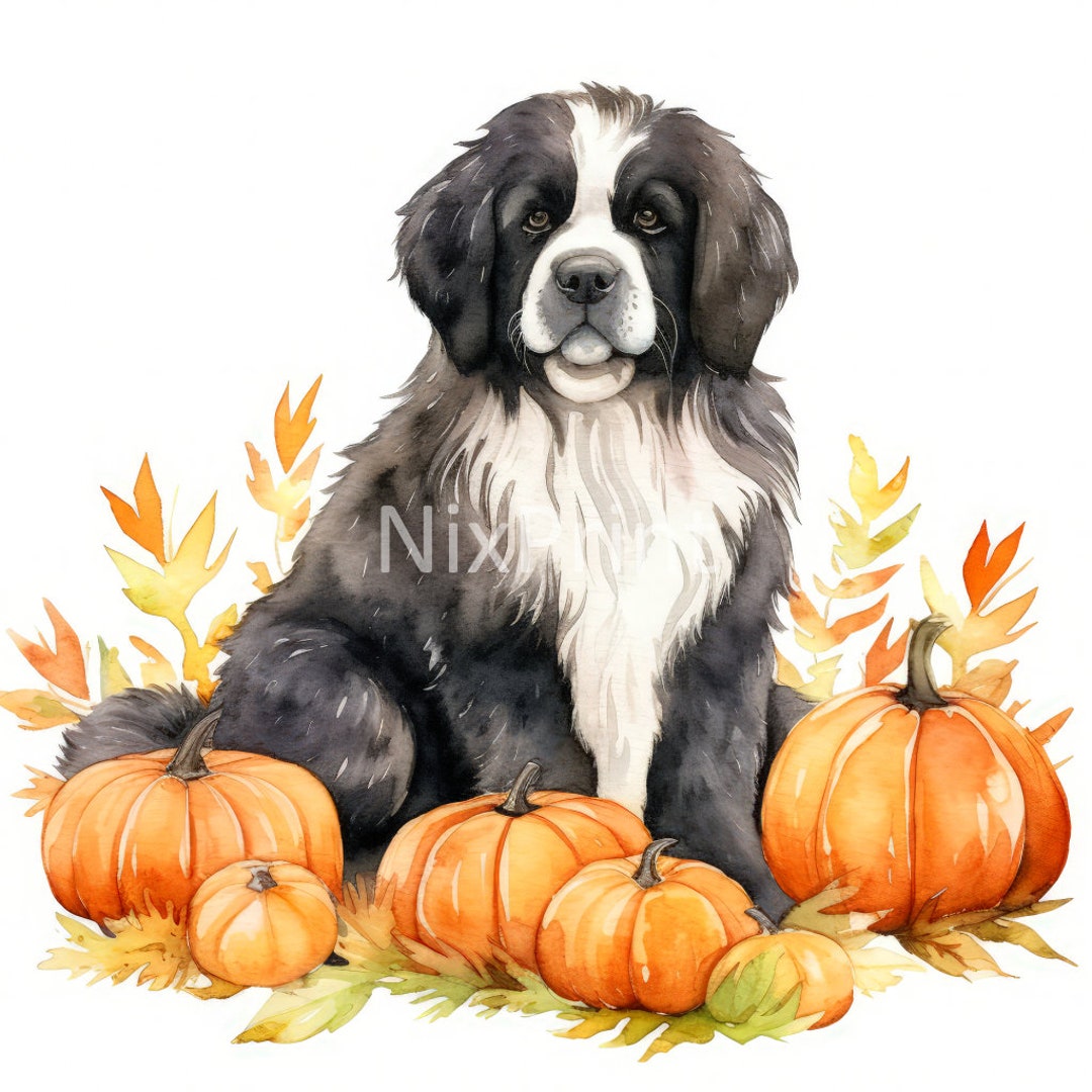 Newfoundland Pumpkin Patch Clipart Dog Clipart Art For The Kitchen Newfoundland Pumpkin Patch Clipart Dog Clipart Art For The Kitchen