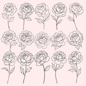 Peony 15 Flowers Line Art Ink - Floral clipart png svg - Peonies flowers - Flowers wedding invite card - Digital Bundle PNG - Peony Sketch