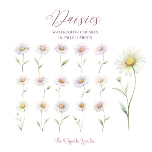 White Daisies Flowers Watercolor PNG 15 Floral Cliparts - Wedding Template Frame Border  clip art - White Daisy wildflowers Wreath Bouquet