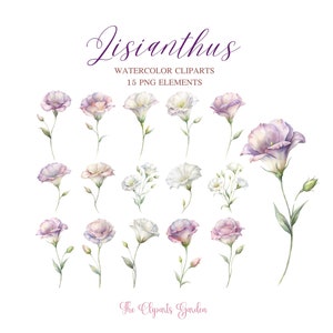 lisianthus morado claro