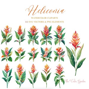 Heliconia Watercolor SVG Set of 15 Floral Clipart - Wedding Flowers clipart png - Heliconia Tropical flowers Aquarelle Vector SVG Bundle