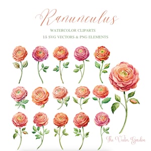 Ranunculus Flower Watercolor SVG 15 Floral Clipart - Wedding Flowers clipart png - Ranunculus flowers Aquarelle Vector Bundle