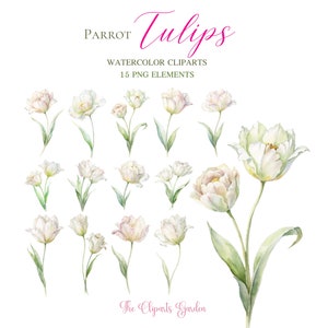 White Parrot Tulips Watercolor PNG 15 Floral Cliparts - Wedding Bouquet Template Frame Border Flowers clipart PNG - Wildflowers Wreath