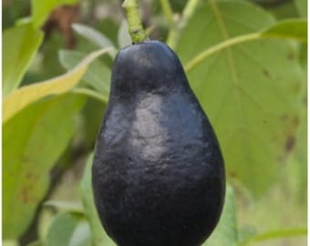 Árbol de aguacate Mexicola Grande - 4 esquejes sin raíz