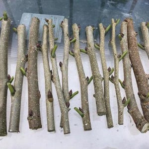 May include: An assortment of freshly cut tree branches, of varying lengths and thicknesses, arranged on a reflective surface. The branches show a mix of light brown and grey bark, with small green shoots and buds emerging. The overall appearance suggests a natural, organic theme.