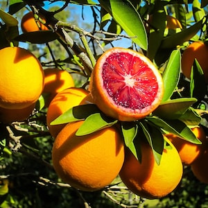 May include: A close-up of a blood orange cut in half, revealing its vibrant red interior. The image showcases several ripe oranges on a tree branch with green leaves. The oranges have a bright orange peel and are illuminated by sunlight.