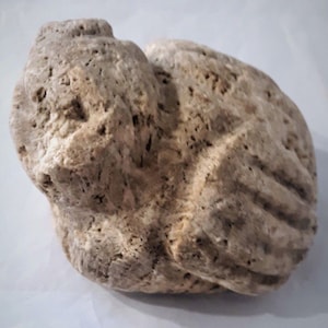 Paleo Indian Stone Effigy Florida Keys or Everglades