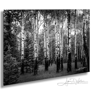 Birch Grove Print in Black & White - Jasper National Park Alberta Fine Art