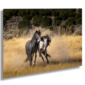 Wild Horses at Play Photo Print on Canvas, Acrylic, Metal / Onaqui Wild Mustangs / Fine Art Print / Metal / Photography