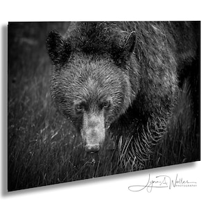 Black Bear Photography Print: Canadian Rockies Wildlife Art