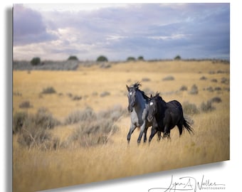 Fotografia artistica di cavalli mustang selvaggi - Utah