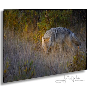 Koyotenjagd bei Sonnenaufgang / Grand Teton Nationalpark / Jackson Hole WY / Fine Art Print / Leinwand / Acryl / Metall / Fotografie
