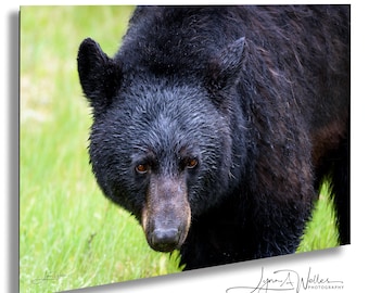 Fotografia impressa de urso-negro: Canadian Rockies Fine Art, Alberta Wildlife