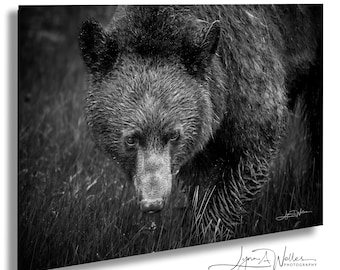 Impressão fotográfica de urso-negro-americano: Arte da vida selvagem das Montanhas Rochosas Canadenses