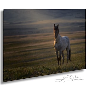 Wildpferd Hengst bei Sonnenaufgang Fotodruck: Fine Art Photography