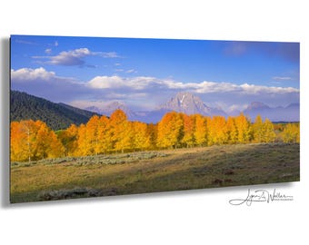 Grand Teton Aspen Trees  |  Fall Color Panoramic Print  |  Wyoming Nature Art
