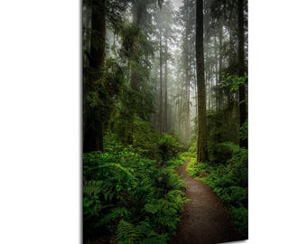 Foggy Forest Path Print V: Pacific Northwest Landscape Photography