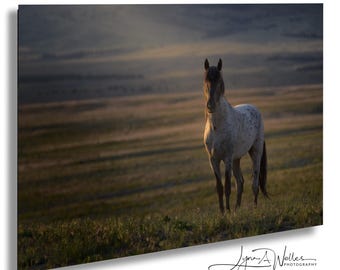 Wild Horse Stallion at Sunrise Photo Print: Fine Art Photography