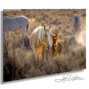 Wild Horses Mare and Foal at Sunrise Canvas / Onaqui Wild Mustangs / Fine Art Print / Acrylic / Metal / Photography