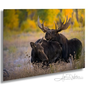 Stampa artistica di fauna selvatica di Moose Art / Decorazione del Parco nazionale del Grand Teton su acrilico, tela, metallo, carta / Arte murale della caverna dell'uomo