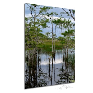Stampa botanica Florida Wetlands su acrilico, tela, metallo, carta. Decorazione murale naturalistica. Winding Waters Photograph
