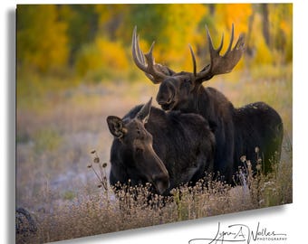 Print eland in Grand Teton National Park: muurkunst met wilde dieren