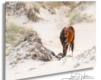 Dziki Mustang – wydruk artystyczny: fotografia plażowa Corolla, Karolina Północna