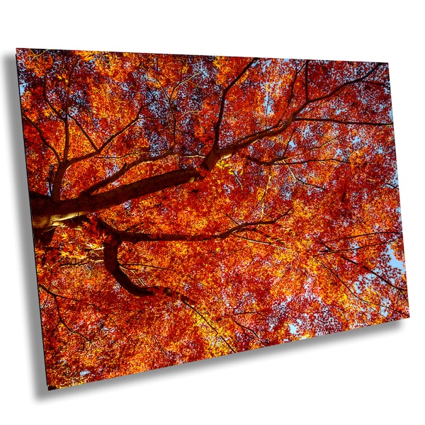 Japanese Maple Tree / Fine Art Print / Canvas / Acrylic / Metal / Photography