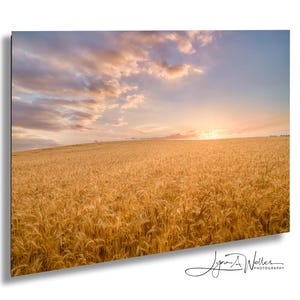 Wheat Field Sunrise Wall Art on Canvas, Acrylic, Metal, Paper. Perfect for farmhouse or agricultural decor.