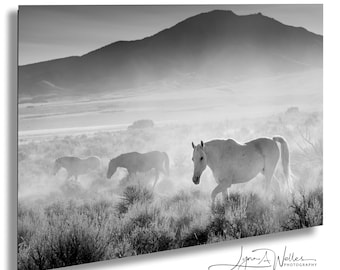Onaqui Wild Horses Black and White Photo Print: Utah Fine Art
