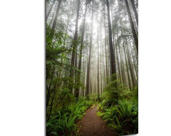 Foggy Forest Path Vertical II Print: Pacific Northwest Coastal Wall Art