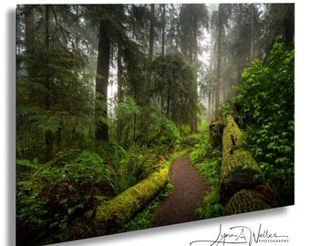 Print mistig bospad: Pacific Northwest natuurfotografie muurkunst