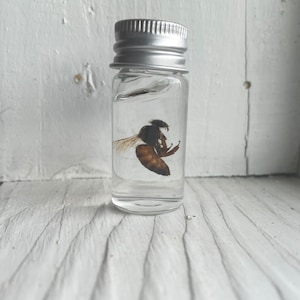 Queen honeybee wet specimen suspended in hand sanitizer | honey bee | great for bee lovers, display