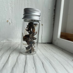 Real, Dried and Preserved Honeybees Great for Photography, Crafts or ...