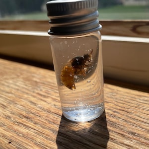 Virgin queen honeybee wet specimen