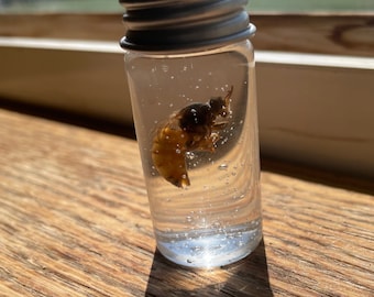Virgin queen honeybee wet specimen