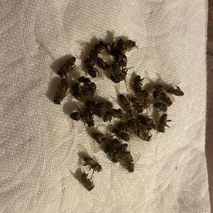 Real, Dried and Preserved Honeybees Great for Photography, Crafts or ...