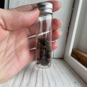 Real, Dried and Preserved Honeybees Great for Photography, Crafts or ...