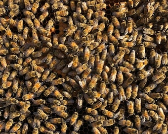 Dried, Preserved Honeybees for Photography or Crafts